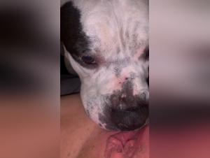 Look at this Girl with a Dog