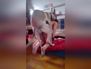 A Bestial and Extreme Sexual Experience