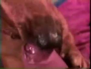 Scène de sexe avec un chien : une expérience extrême