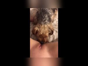 Zoophile video with animal submission