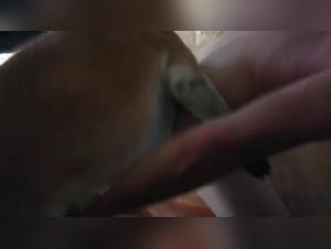 bestiality movies live