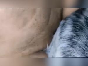 The Combination of Femininity and Dogs in Gay Bestiality that will Drive you Crazy