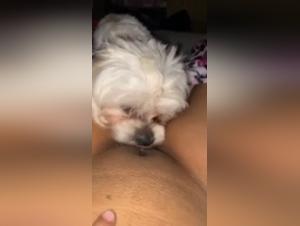 Bestiality sex video with dog