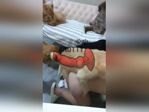 Les plus grandes histoires de femmes qui baisent leur chien