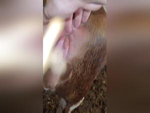 Dog Knot Girl: Practices and Communities