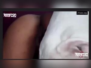 Dog Sex Videos: An Exciting Experience
