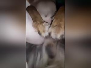 La puttana succhia il suo cane: prelibatezze selvagge e illimitate