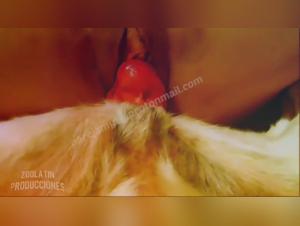 Enjoy the best animal sex videos in ArtofZoo