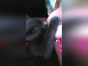 Video of Extreme Zoophilia