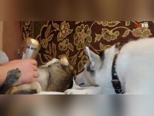 Zoophilia video with a dog - A slut gets fucked by an animal