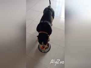 Dog sex: an intense and extreme sexual experience