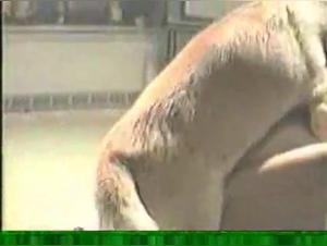 Desiderio Animale, Piacere Brutale
