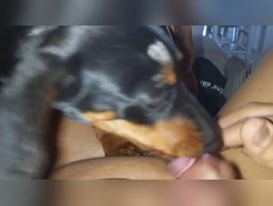 Bestiality sex videos: dogs and mistresses