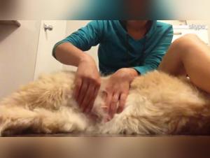 Ticzoo Lens on Canine Bonding