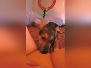 Pussy licking by a dog in a zoophilia video