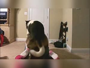 onlyfan zoo beastiality