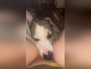 Confini trasgrediti: esplorazione del desiderio feticistico con il cane