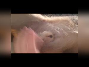 putain et chien: désir animal incontrôlable