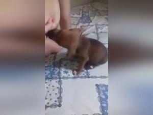 Feeding a Puppy: An Exciting Zoophile Experience