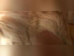 Bestiality: A Shocking and Exciting Sexual Experience