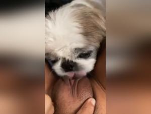 Watch the girl in hardcore scenes with a dog