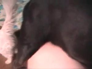 Bestiality sex video with a mature woman and her canine companion