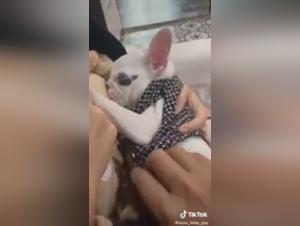 Troia asiatica e il suo cane: delizie perverse