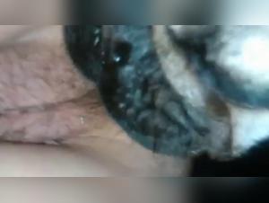 Zoophilia video: an extreme experience