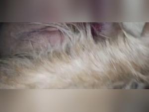 Best Animal Lovers Content on TikTok with Gozada: The Wildest Sex Ever