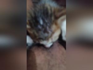 Submission wild, fucking with ruthless feline