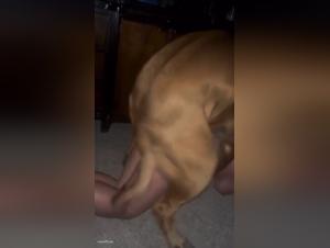 Experience the Ultimate Dog Sex Adventure