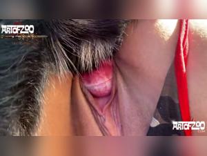 Sex videos with dogs: extreme and forbidden