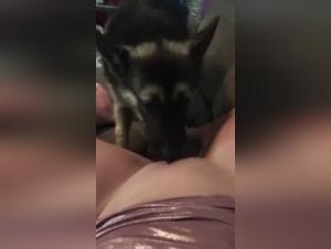 Experience bestiality sex with a German Shepherd