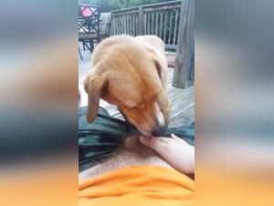 Potenza grezza, cane e sesso senza ostacoli