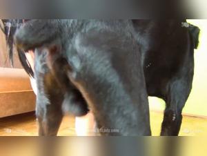 The Erotic Mess of the Woman and Her Dog