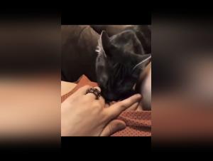 Une salope joue avec son chien et les choses deviennent chaudes