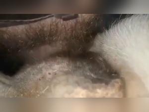 beastility and tiersex