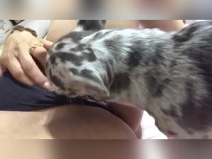 Explore the Taboo World of Dog Lovers and Their Furry Companions