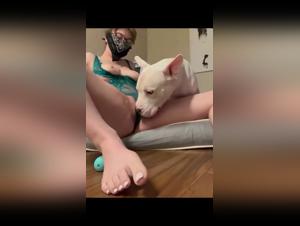 La perra busca a su mejor amigo canino y los hace pasar una buena noche en el sexo animal.