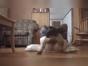 Canine Domination: Explore the Forbidden Obsession