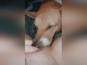 Tickzoo & Animalistic Fantasies