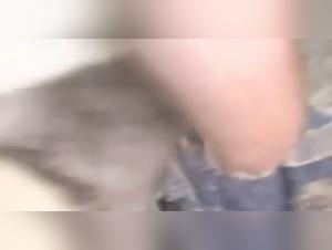 beastie gals zoo beeg