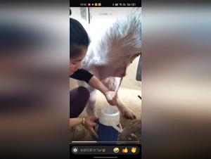 Blowjob with a pig: a beastly experience