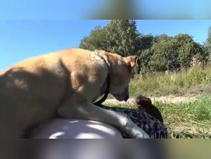 Pompino anale con un cane arrapato e una mora sgualdrina in uno spettacolo di sesso bollente