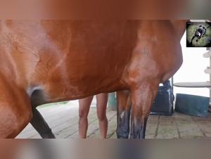 Corpo perfetto, desideri accesi su un cavallo selvaggio