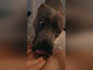 The Whore implores her dog, wild licke