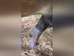 Unterwurfiger Amateur, gestutzte tiefe Schwanzpferd