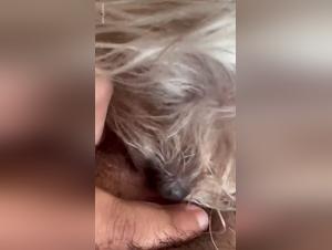 Dog Sex Videos: An Exciting and Controversial Sexual Experience