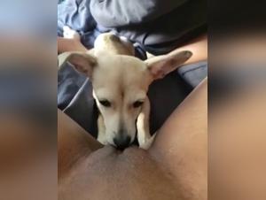 Discover the Limits of Ecstasy in this Bestiality Sex Video