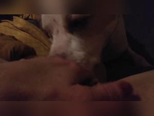 Sex video with a dog: an extreme experience